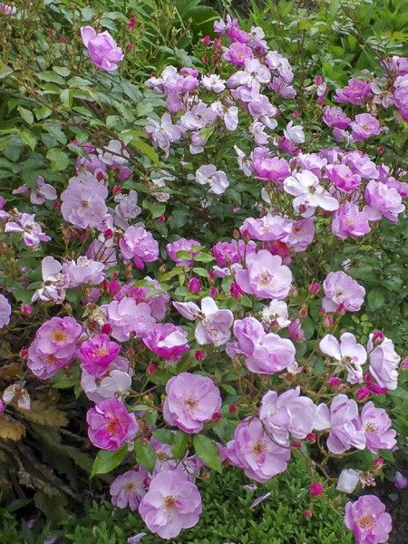 Rosier couvre-sol 'Louis Blériot '