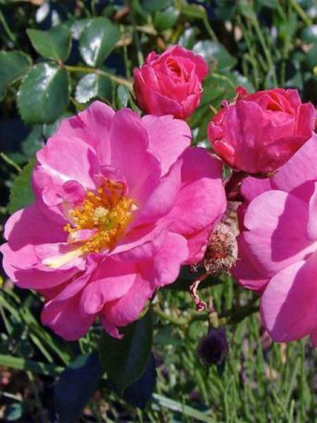 Rosier couvre-sol 'Magic Meidiland'