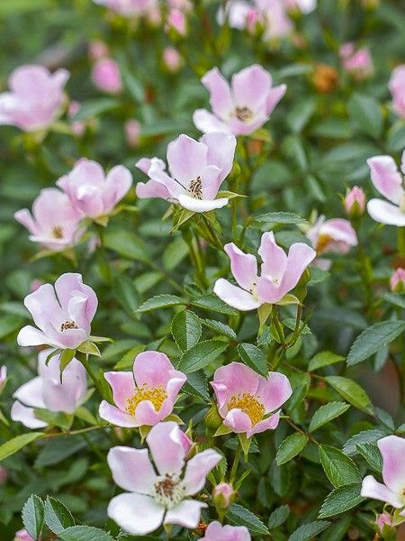 Rosier couvre-sol 'Nozomi'