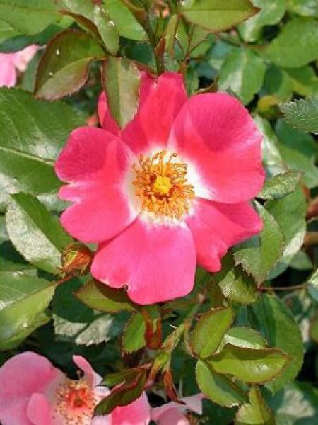 Rosier couvre-sol 'Pink Meidiland'