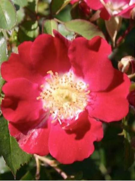 Rosier couvre-sol 'Red Meidiland'