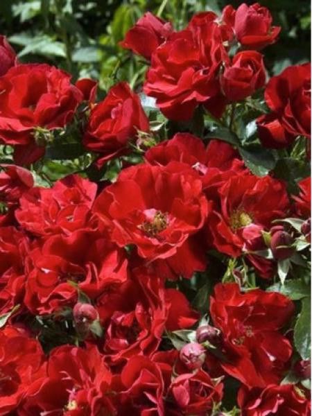 Rosier couvre-sol 'Red Mirato'