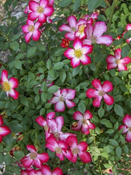 Rosier couvre-sol 'Star Profusion'