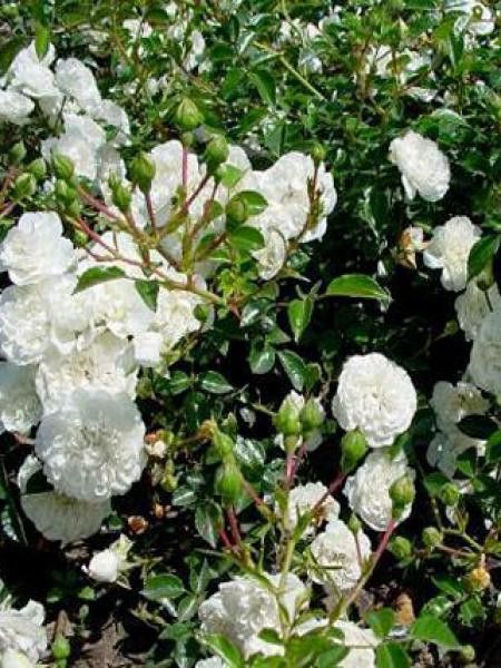 Rosier couvre-sol 'Swany'