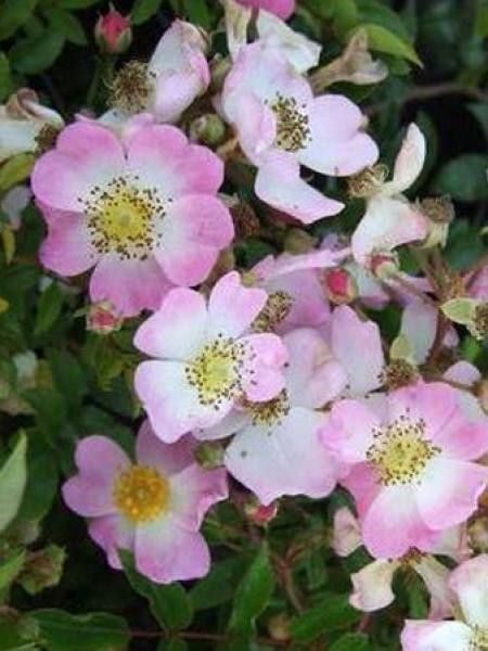 Rosier couvre-sol 'Tapis Volant'®