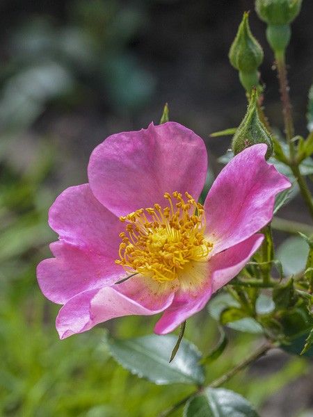 Rosier couvre-sol 'Topolina '