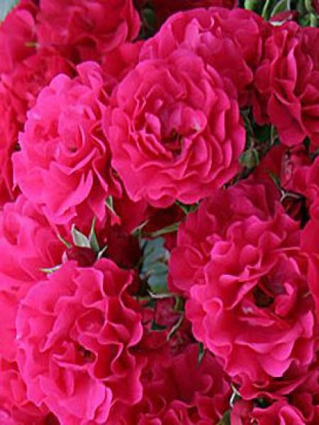 Rosier couvre-sol 'Toscana'