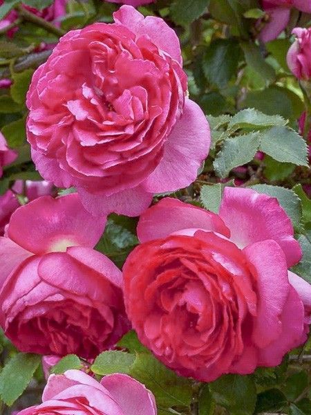 Rosier 'Cyclamen Pierre de Ronsard PINK EDEN ROSE Margar