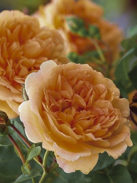 Rosier 'Dame Judi Dench '