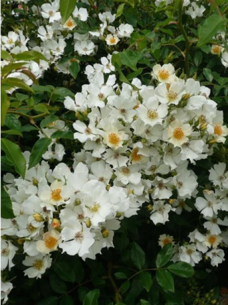 Rosier de Banks 'Alba'