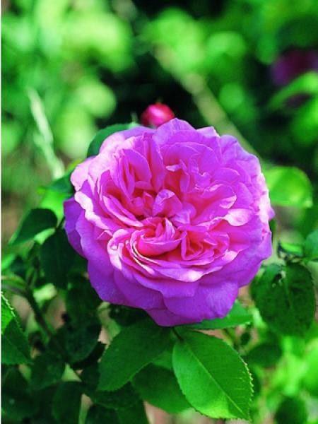 Rosier 'baronne Prévost'