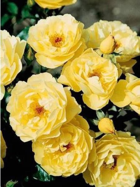 Rosier couvre-sol 'Canicule'