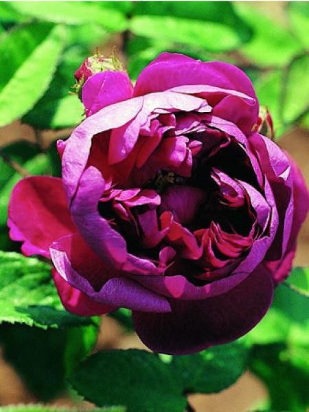 Rosa x remontant 'Deuil de Paul Fontaine'