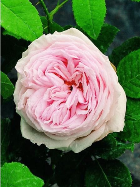 Rosa x remontant 'Elisa Boëlle'