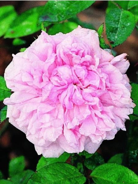 Rosa x remontant 'Eugénie Verdier'