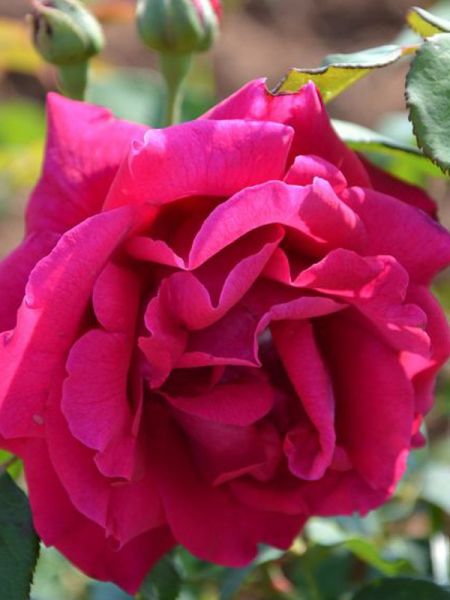Rose Thé 'George Dickson'