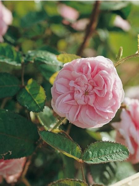 Rosa x remontant 'Joséphine de Beauharnais'