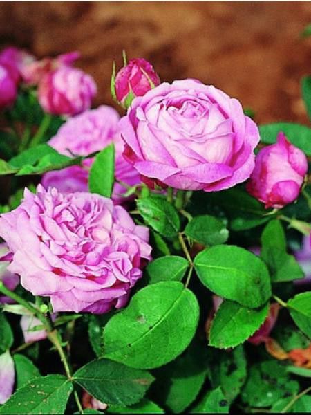 Rosa x remontant 'La Reine'