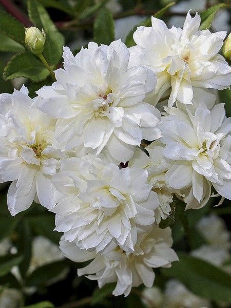 Rosier de Banks liane 'Alba Plena'