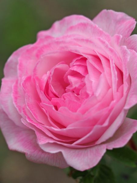 Rosa x remontant 'Lisette de Béranger'
