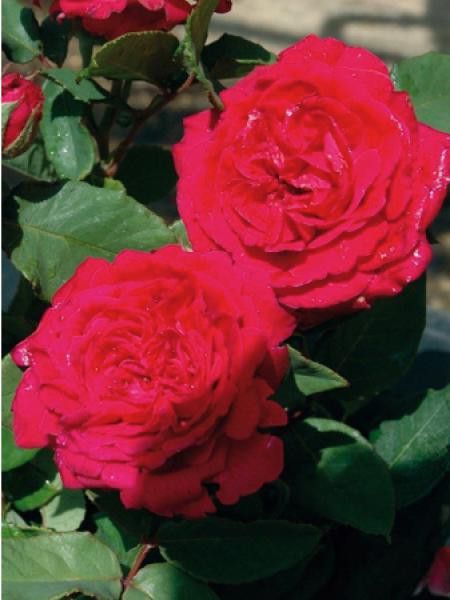 Rosier  'Lord Raglan'