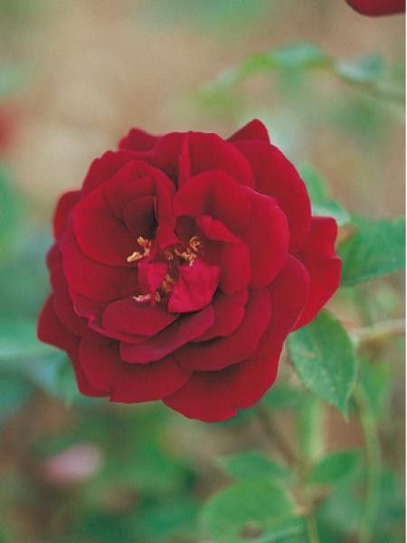 Rosa x remontant 'Louis XIV'