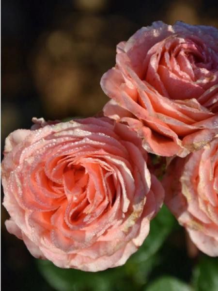 Rosier Générosa 'Women's Club'