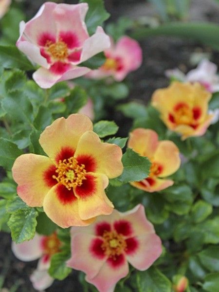 Rosier de Perse 'Coral Babylon Eyes'