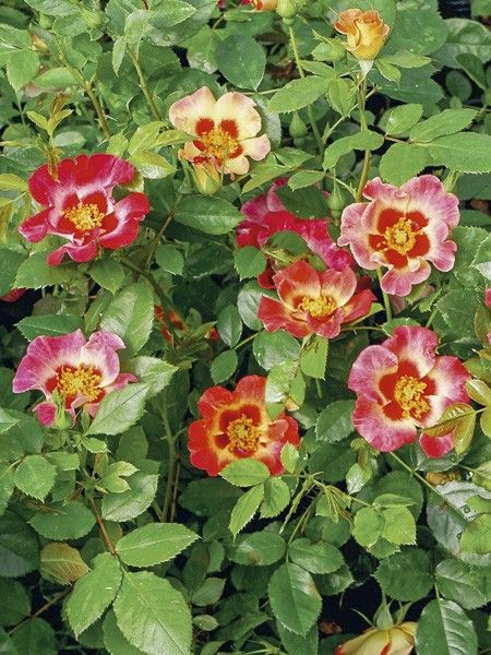 Rosier de Perse 'Sunshine Babylon Eyes '