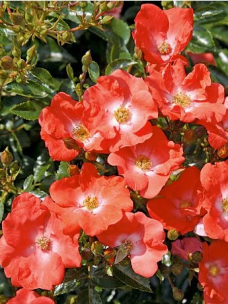 Rosier DECOROSIERS® 'Isalia'®