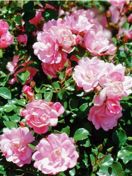 Rosier DECOROSIERS® 'Mareva'®