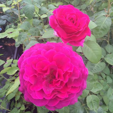 Rosier DECOROSIERS® 'Purple Voluptia'®