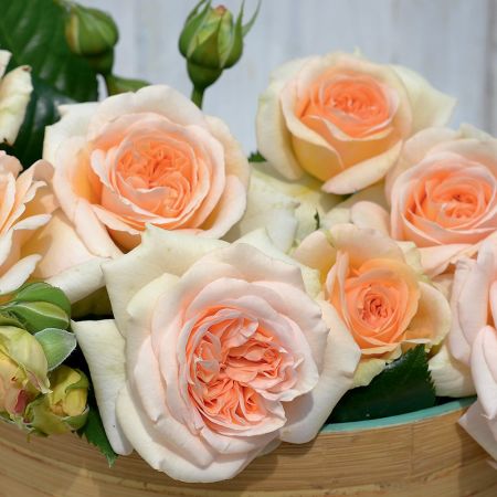 Rosier DECOROSIERS® 'Amber Voluptia'®