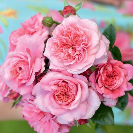 Rosier DECOROSIERS® 'Pink Voluptia'®