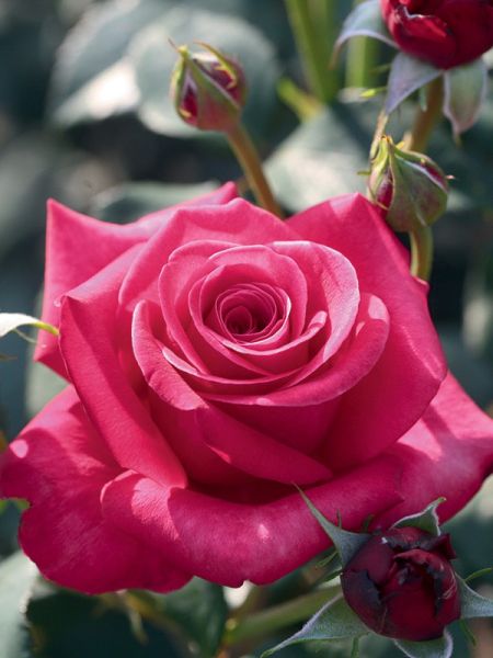 Rosier DECOROSIERS® 'Crazy Pink Voluptia'®
