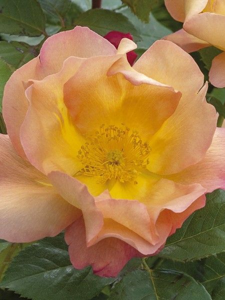 Rosier 'Fighting Temeraire'