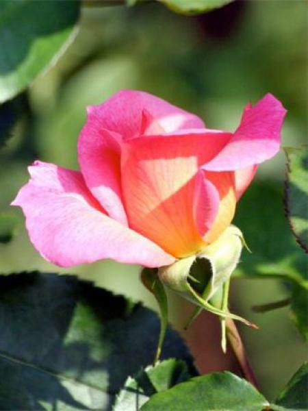 Rosier floribunda 'Zambra'