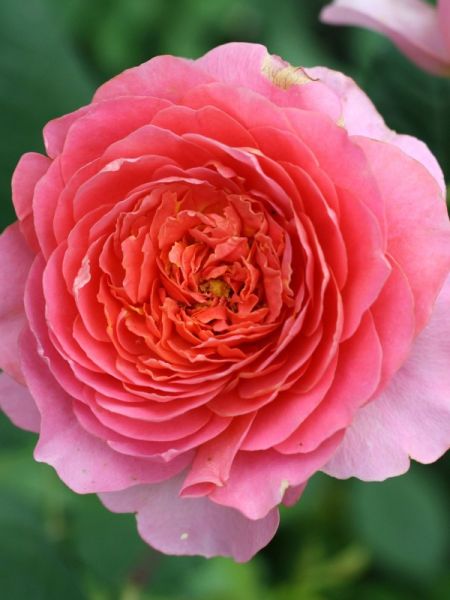Rosier Générosa® 'Amandine Chanel'®