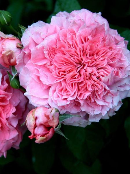 Rosier Générosa® 'Antoine de caunes®'