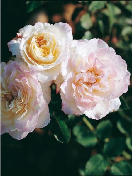 Rosier Générosa® 'Aurore de Jacques-Marie'
