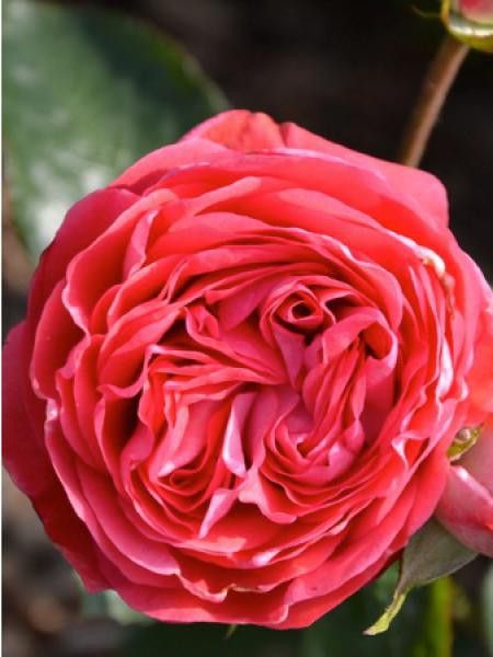 Rosier Générosa® 'Belle de Dom®'