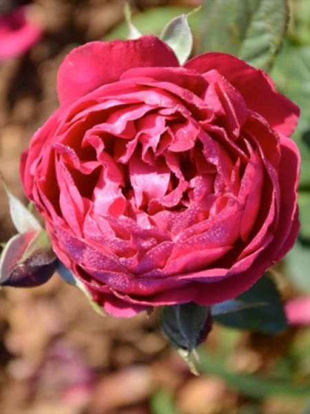 Rosier Générosa® 'Bicentenaire de Guillot'®