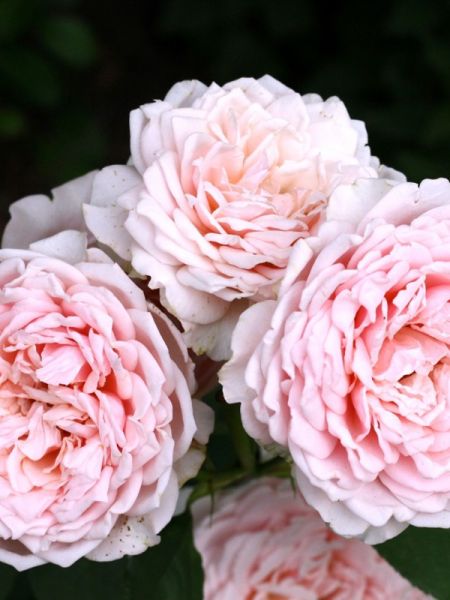 Rosier Générosa® 'Carméline'®