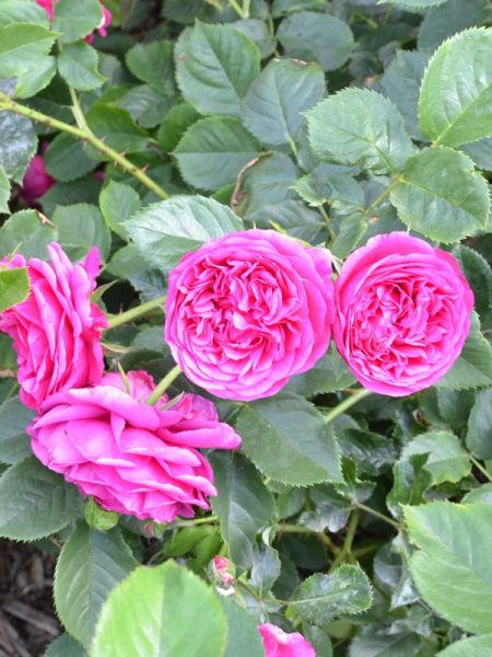 Rosier Générosa® 'Chantal Baudron'®