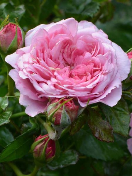 Rosier Générosa® 'Chantal Mérieux'®