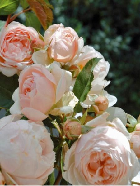 Rosier Générosa® 'Chantal Thomass'®