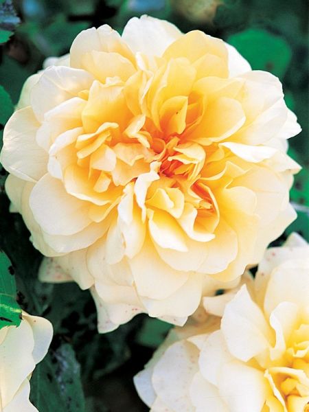 Rosier générosa® 'Claudia Cardinale'®