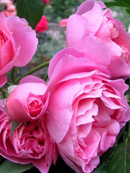 Rosier Générosa® 'Délia'®