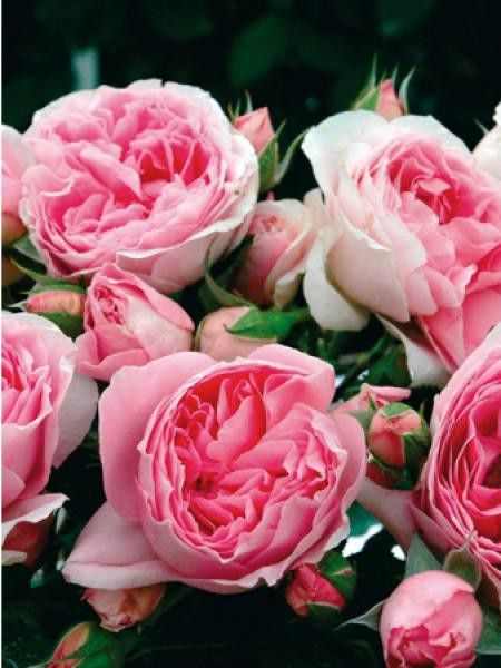 Rosier Générosa® 'Délia®'