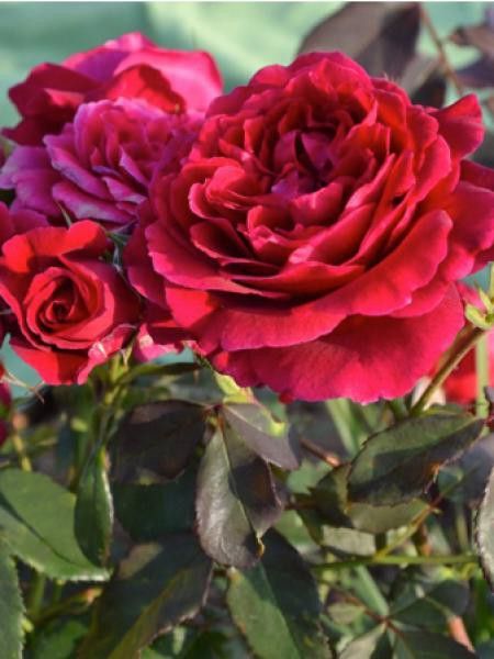 Rosier Générosa® 'Dino de Laurentiis®'